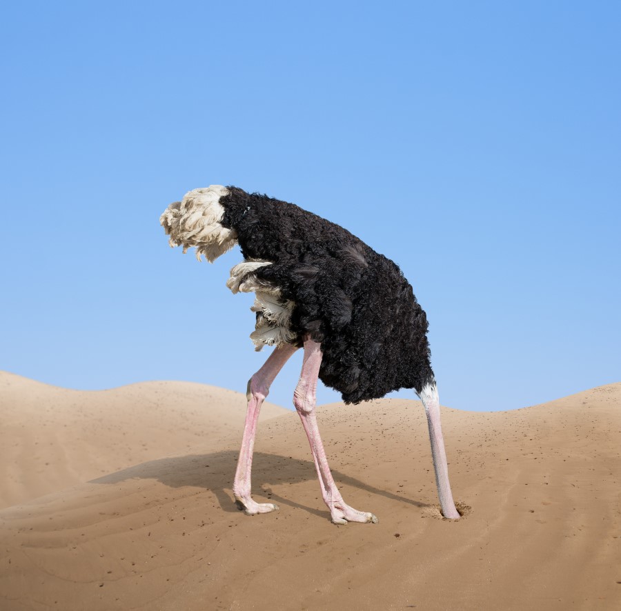 KEEP LOVE ALIVE, ostrich with head in sand analogy, SingleandStillbreathing.com